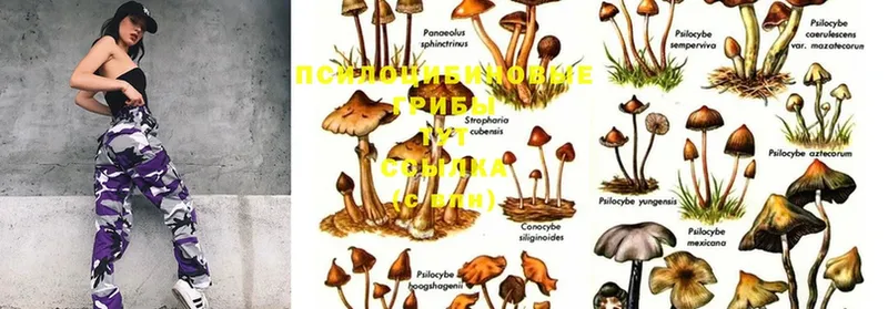 Галлюциногенные грибы Psilocybe  даркнет сайт  Краснокамск 